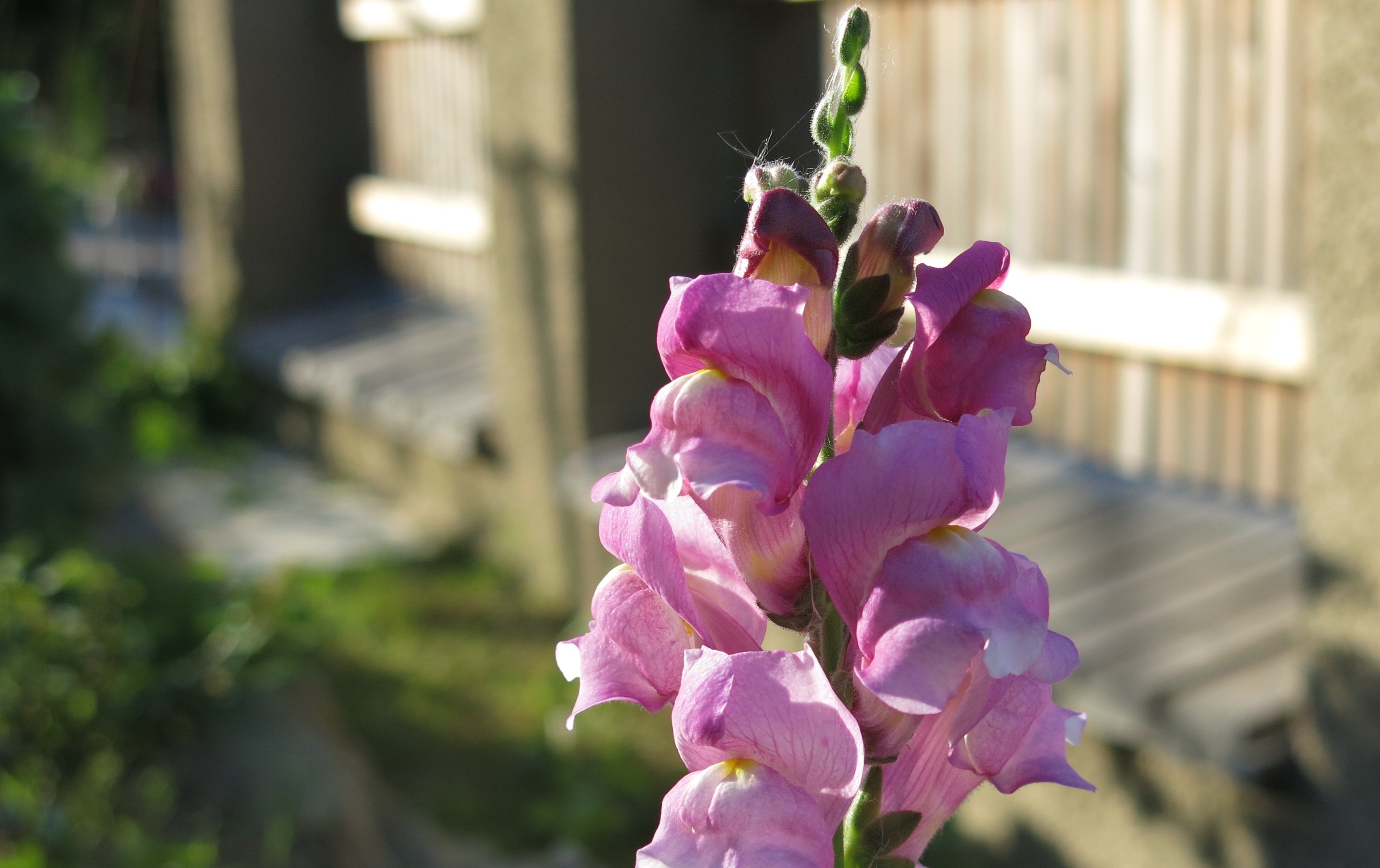 Im Garten